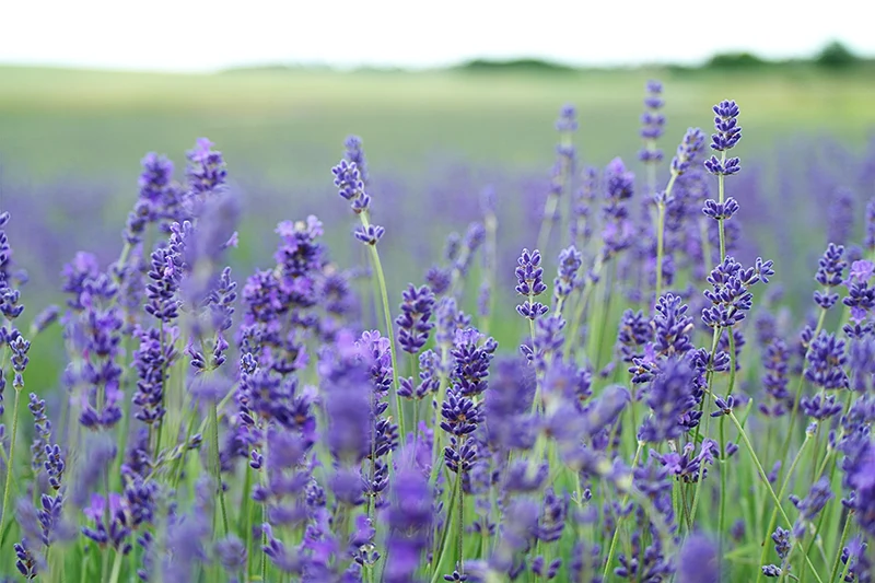 benefits of lavender oil